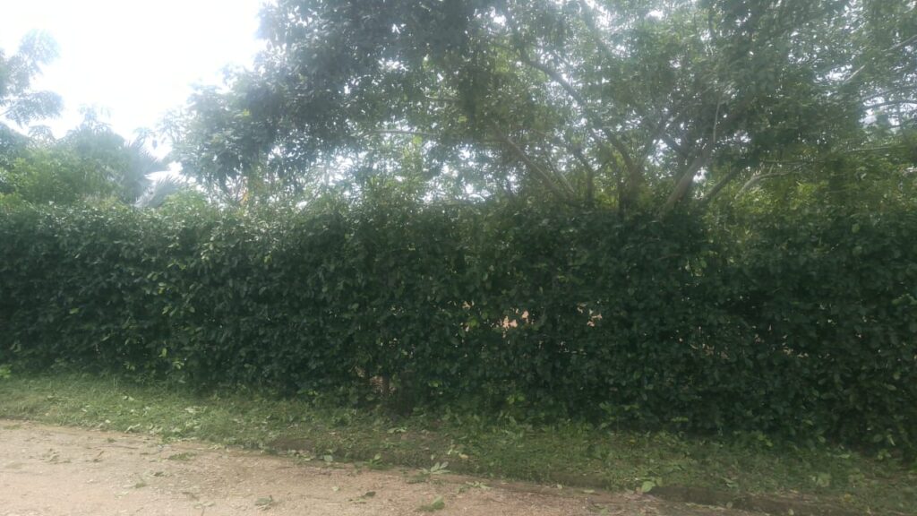 Lote en Turbaco, Cartagena de Indias, Bolívar — foto 7