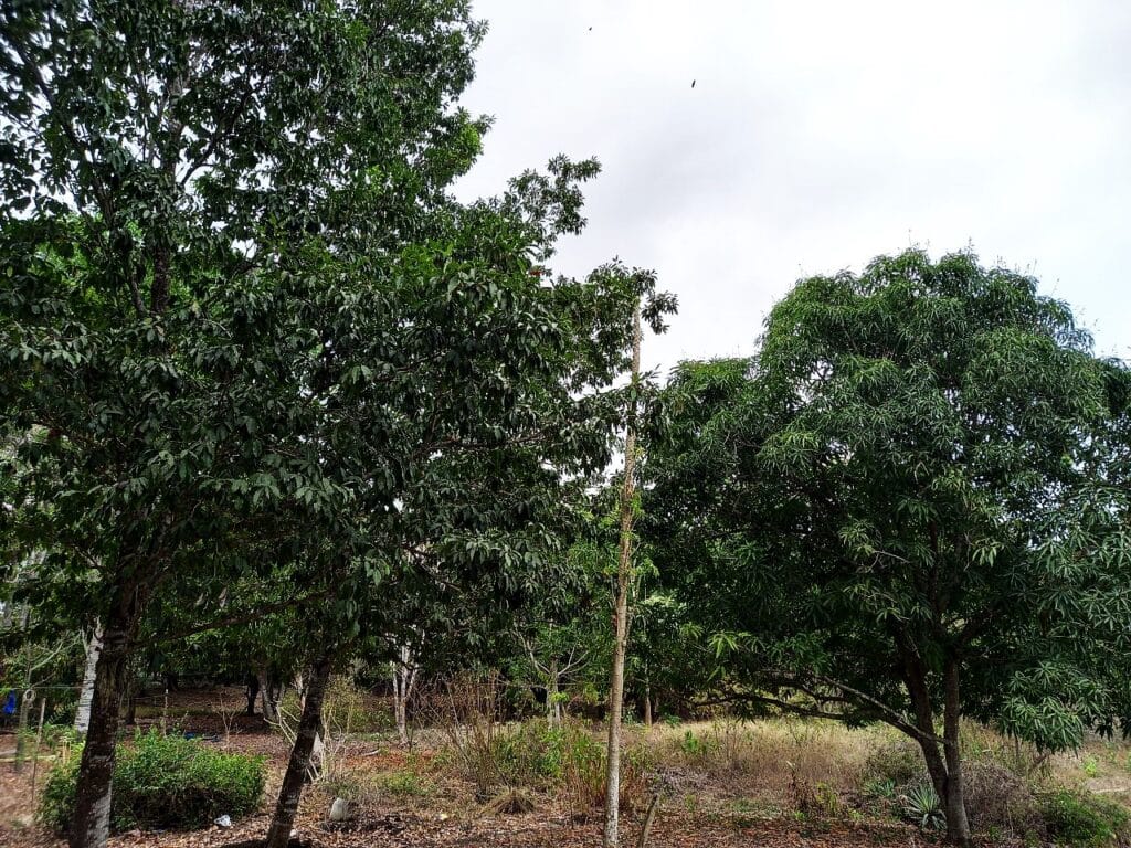 Lote en Turbaco, Cartagena, Bolívar — foto 5