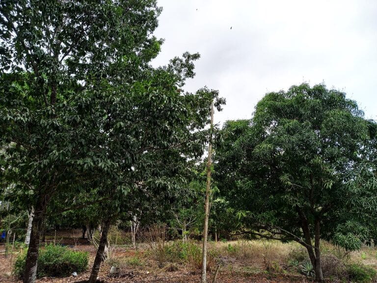 Lote en Turbaco, Cartagena, Bolívar — foto 5