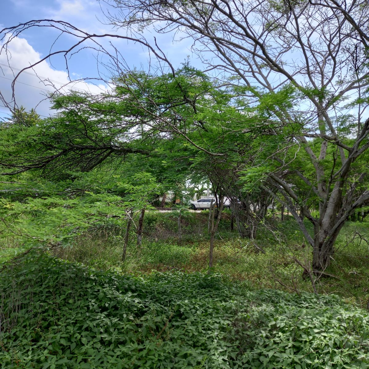 Lote en Manzanillo del Mar, Cartagena, Bolívar — foto 1