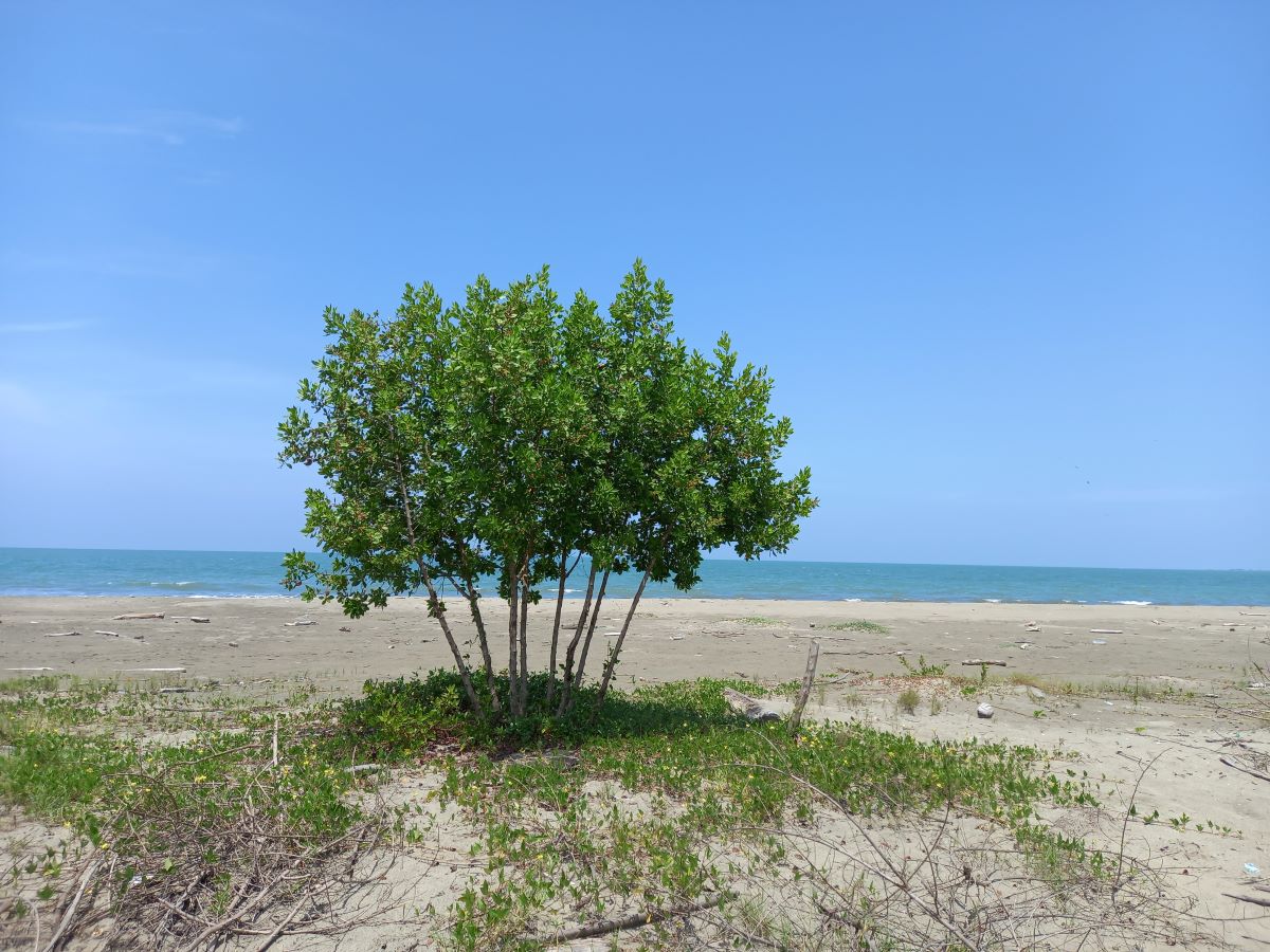 Lote en Manzanillo del Mar, Cartagena de Indias, Bolívar — foto 1