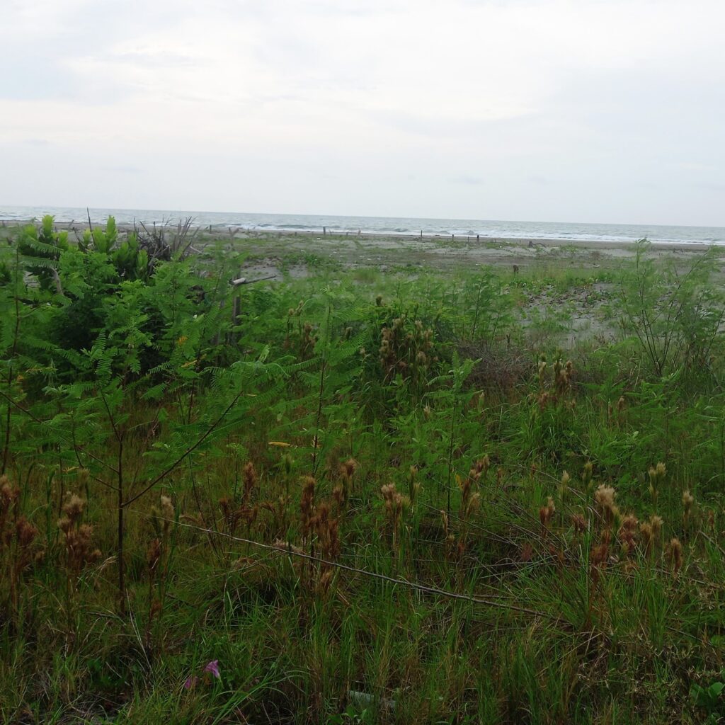 Finca en Zona norte, Cartagena, Bolivar — foto 12